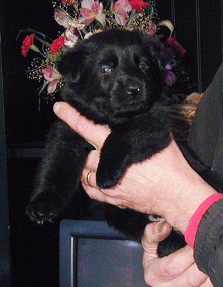 Black Male_Black Collar 4 wks 315w