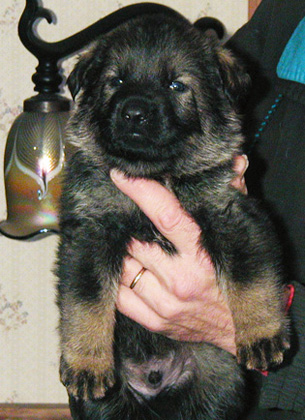 Rikki Dino blk sable male_4 wks 305w