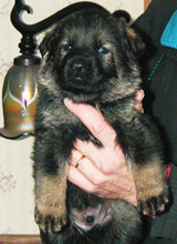 Rikki Dino blk sable male Idler Konig 4wks