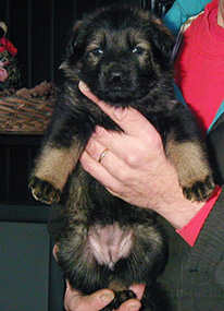 IKSKA 4 wks Rikki x Dino FE