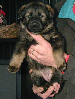 Rikki Dino blk sable female_purple collar 4 wks 315w