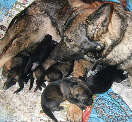 Rikki Dino pups 1 week old