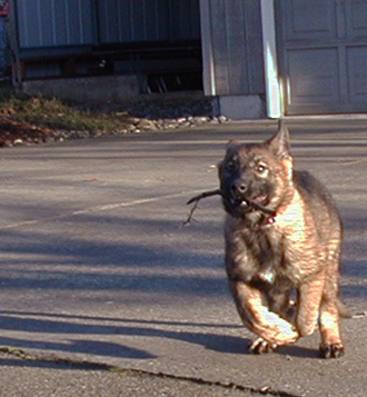 Rikki at 12 wks 330w