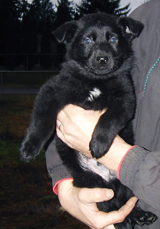 Xenna Ivo green collar blk male 6 wks