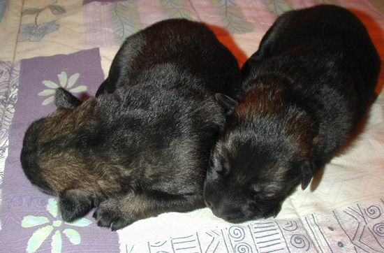 Rikki Dino Blk Sable Girls 7 days