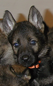 Sadie_Lux x Ittiana S Litter 5.5 wks