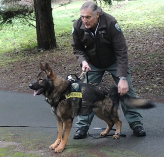 Sarge Apprehension Training 15 mos