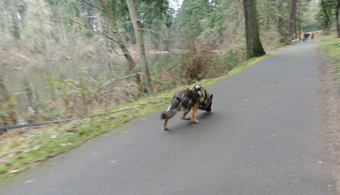 Sarge follows the trail of perpetrator