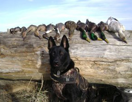 Sigrin Lakritz April 2012 wpp