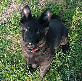 Sondra 10.5 wks red collar