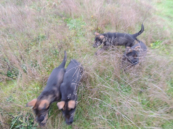 Blk sable males kibble hunting