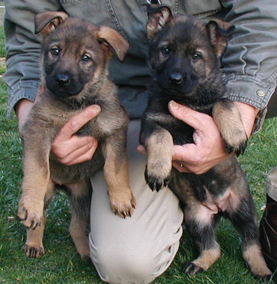 Tigra and Tia 7 wks