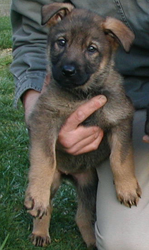 Tigra_7 wks 310w