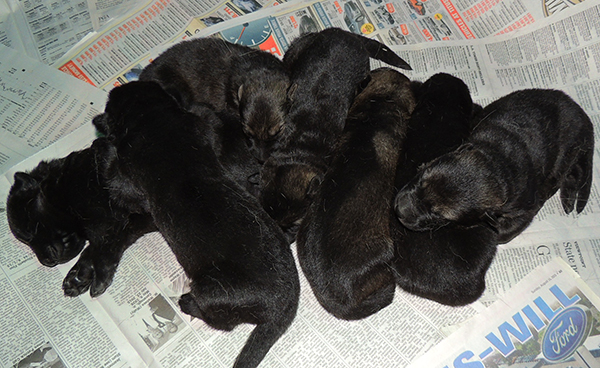 Tina Gero Z Litter 11 days 1