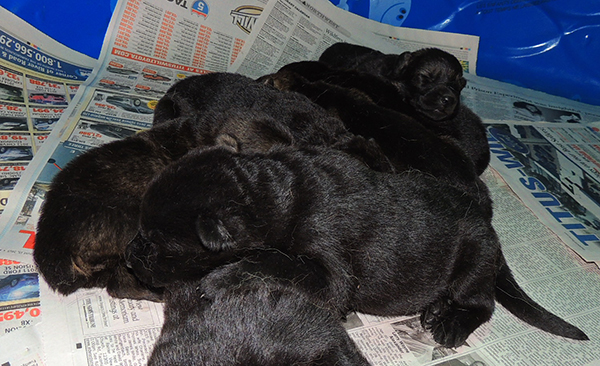 Tina Gero Z Litter 11 days 2