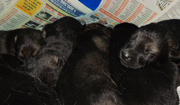 Tina gero Z Litter 11 days 3