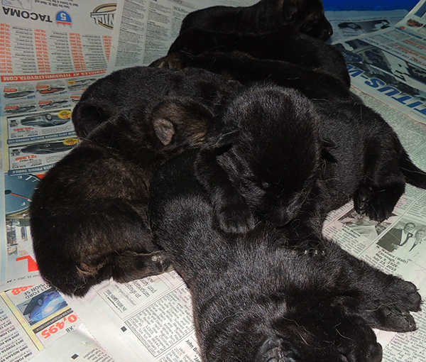 Tina Gero Z Litter 11 days 4