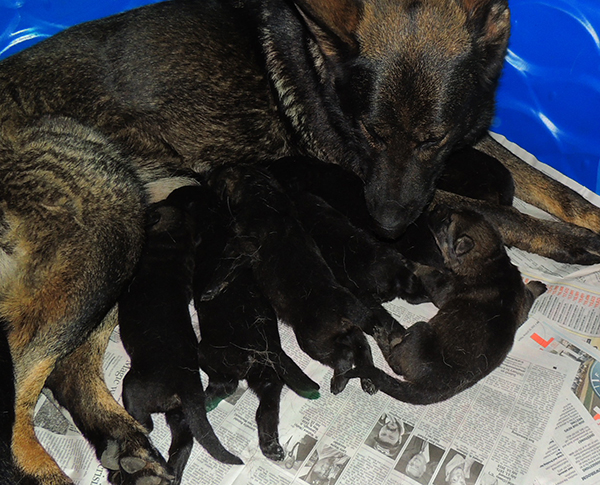 Tina Gero Z Litter 11 days 5