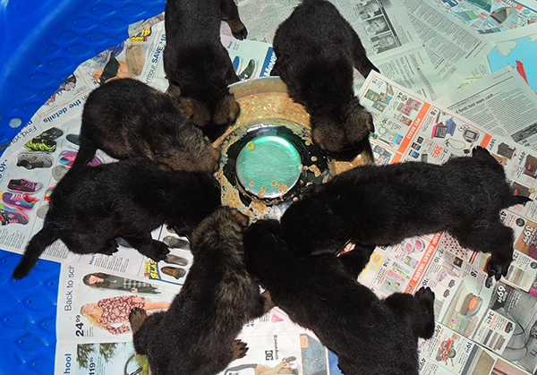 Tina Gero Z Litter 26 days 1