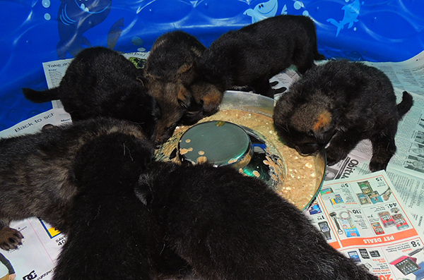 Tina Gero Z Litter 26 days2