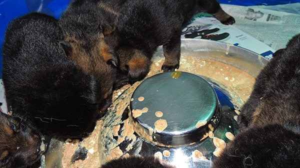 Tina Gero Z Litter 26 Days 4