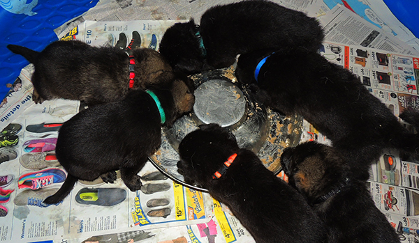 Tina Gero Z Litter 26 days 6