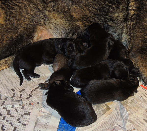 Tina Gero Z Litter 3 days 1