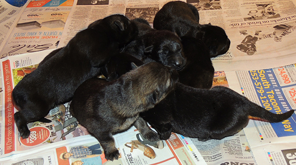 Tina Gero Z Litter 5 days old2