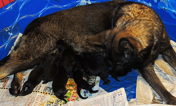 Tina Gero Z Litter Newborns 1