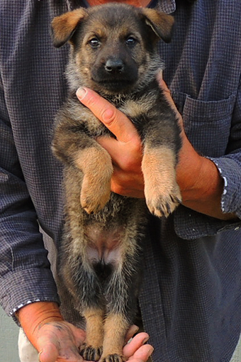 Tina Gero Red collar female 5.5 wks