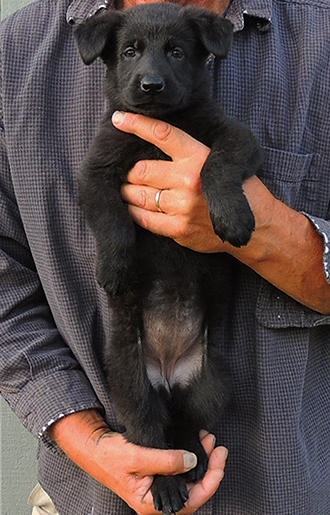 Tina Gero Orange collar blk female 5.5 wks