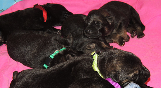 Tina Gerry C Litter 6 days 4