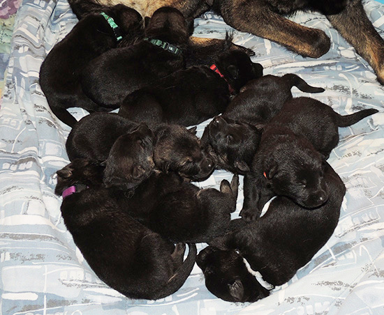 Tina x Gerry C Litter 11 days 2