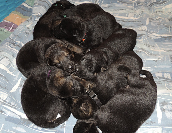 Tina Gerry C Litter 11 days old