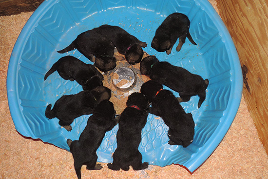 Tina Gerry C Litter 3 wks