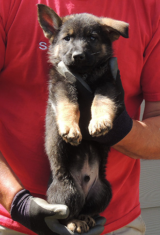 ATina Gerry C Litter Blk collar sable male 6.5 wks