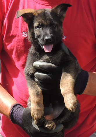 Tina Gerry C Litter purple collar sable female 6.5 wks