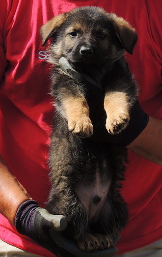 Tina Gerry C Litter Lime collar sable male 6.5 wks