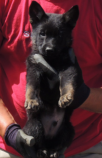 Tina Gerry C Litter Light Blue male 6.5 wks