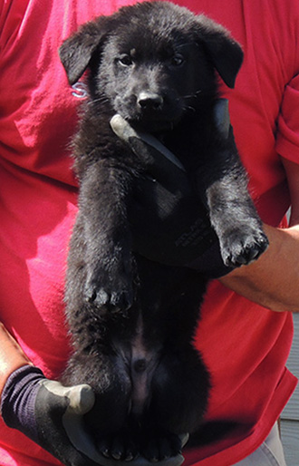 Tina Gerry C LItter Orange collar_black male 6.5 wks