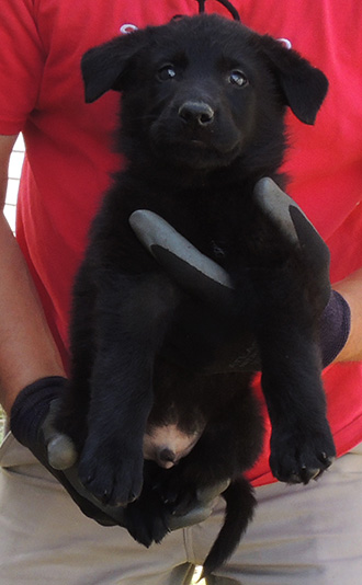 Tina Gerry C Litter Red Collar blk male 6.5 wks
