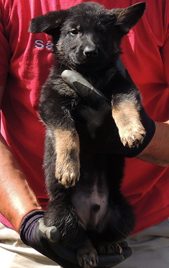 Tina Gerry C Litter_Royal Blue colar male