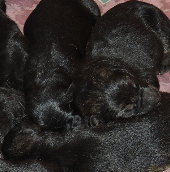 Tina Gerry Newborns C Litter