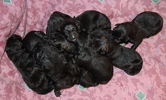 Tina x Gerry Newborns C Litter 1