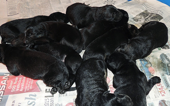 Tina Gerry P Litter 24 hrs old