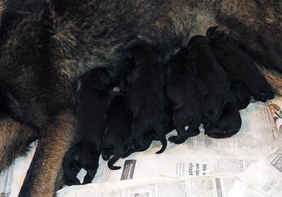 Tina Gerry P Litter Newborns1