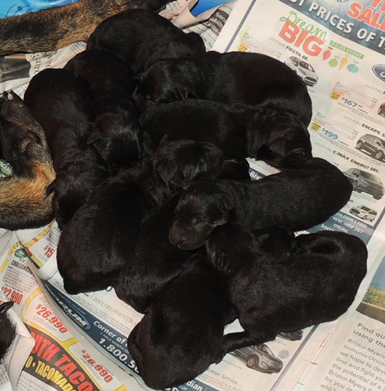 Tina Gerry P Litter Newborns 2