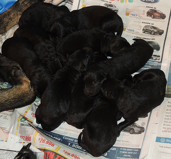 Tina Gerry P Litter Newborns3