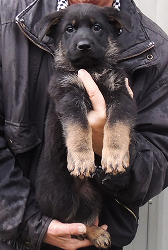 Tina Gerry V Litter Green collar bicolor male 6 wks