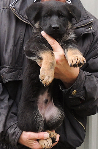 Tina Gerry Black Collar BiColor male 6 wks 